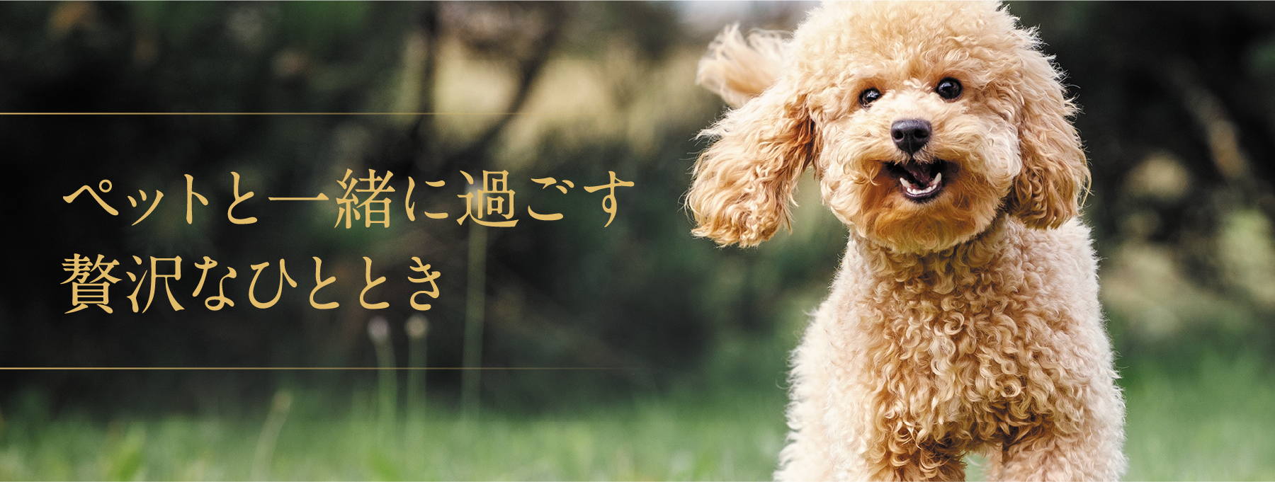 ペットと一緒に過ごす贅沢なひととき