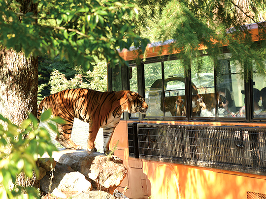 秋吉台自然動物公園 サファリランド