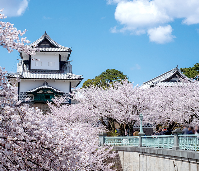 金沢城を彩る桜