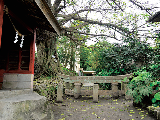 黒神埋没鳥居（桜島）