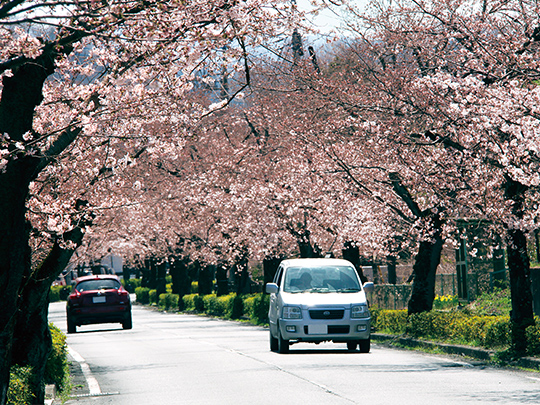 北桜通り