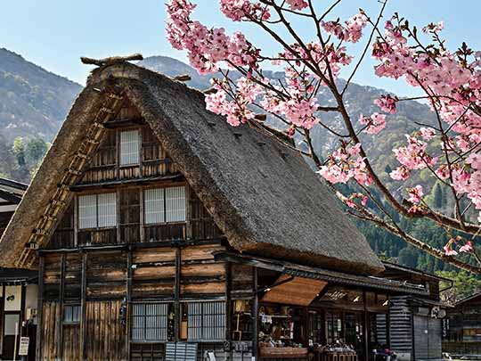 白川郷の桜